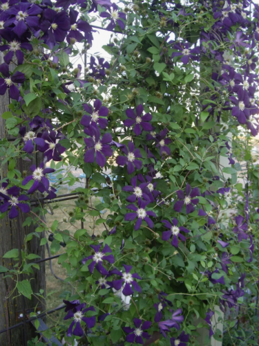 Clematis Blue Belle