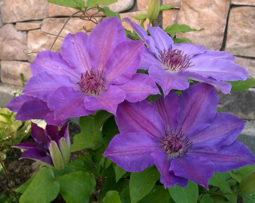 Clematis Baltyk