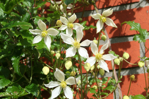 Clematis Anita