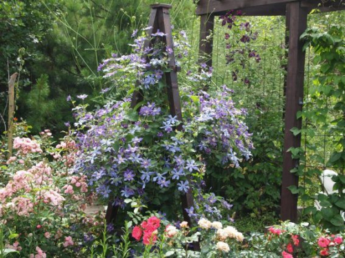 Clematis Arabella