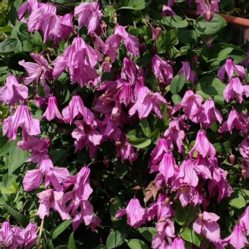Clematis Aljonushka