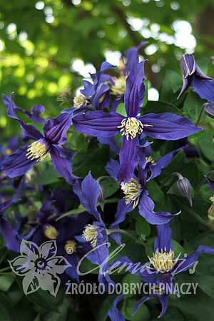 Clematis Blue Sensation