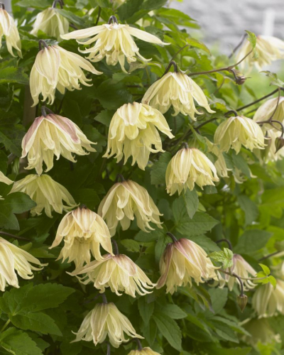 Clematis Amber