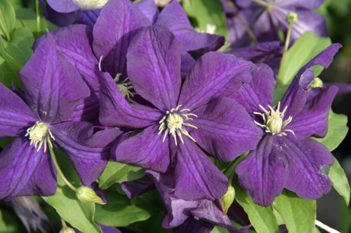 Clematis Aotearoa