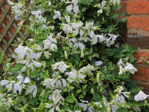 Clematis Alba Luxurians