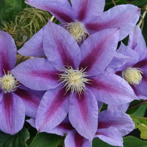 Clematis Barbara Jackman