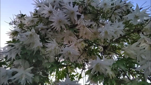 Clematis Albina Plena