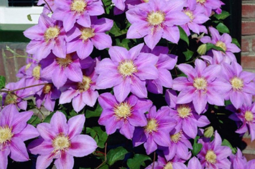 Clematis Barbara Jackman