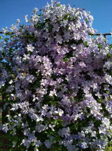 Clematis Blue Angel Blekitny Aniol