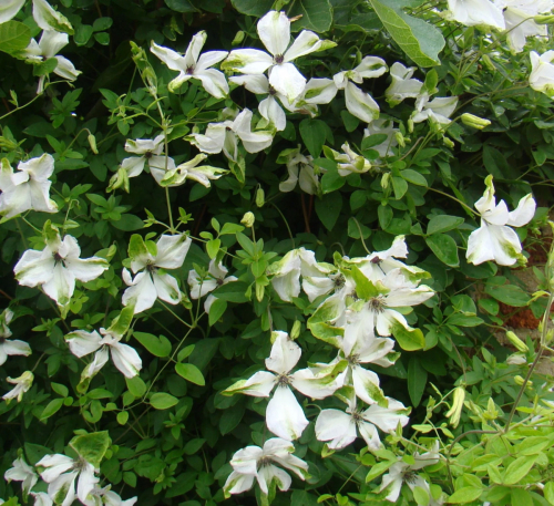 Clematis Alba Luxurians