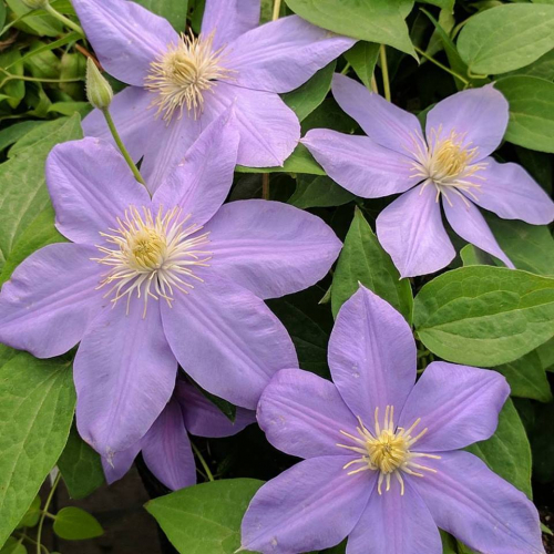 Clematis Blue Eyes