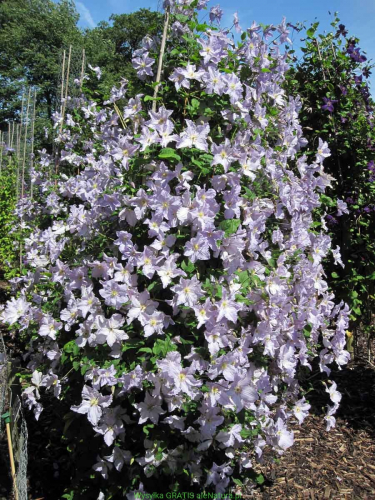 Clematis Blue Angel Blekitny Aniol