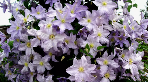 Clematis Blue Angel Blekitny Aniol