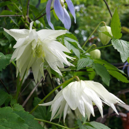 Clematis Albina Plena