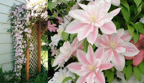Clematis Andromeda