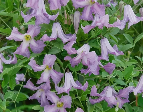 Clematis Betty Corning