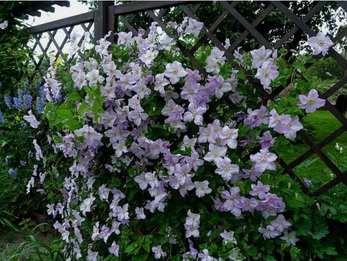 Clematis Blue Angel Blekitny Aniol