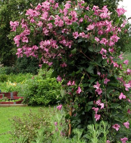 Clematis Aljonushka