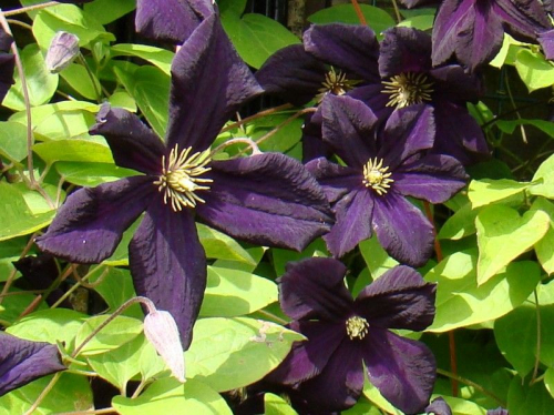 Clematis Black Prince