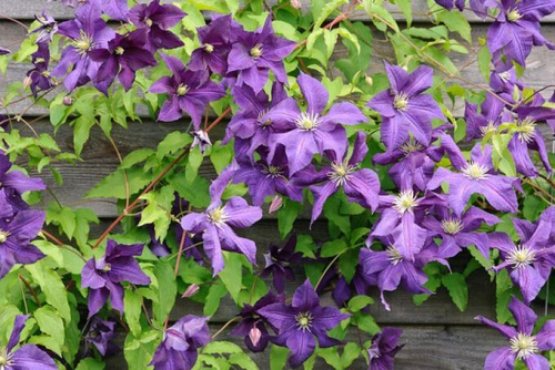 Clematis Aotearoa