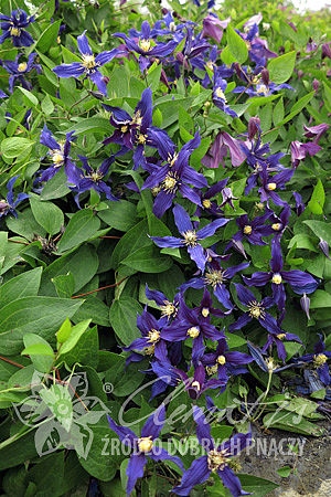 Clematis Blue Sensation