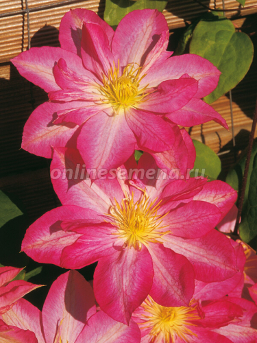 Clematis Asao