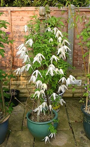 Clematis Broughton Bride