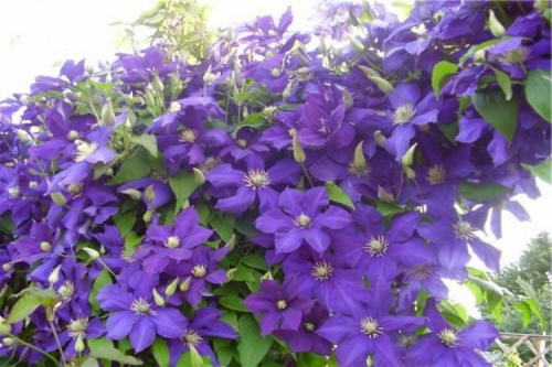 Clematis Aotearoa