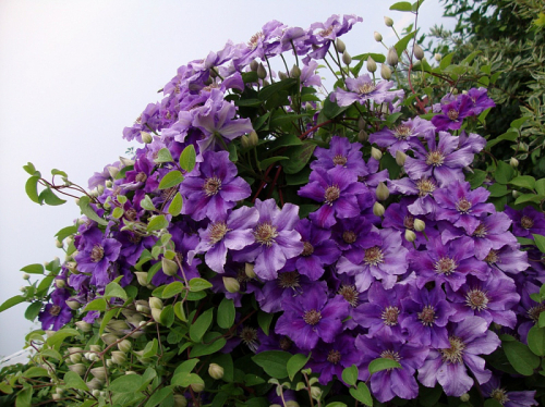 Clematis Ashva