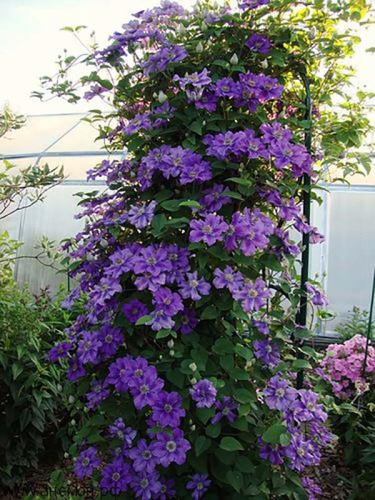 Clematis Ashva