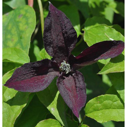 Clematis Black Prince