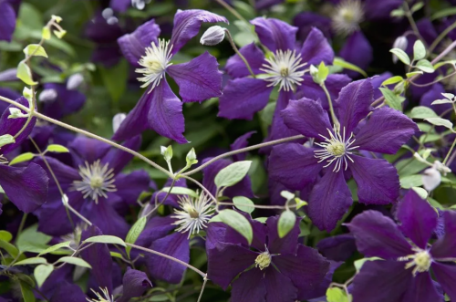 Clematis Blue Belle