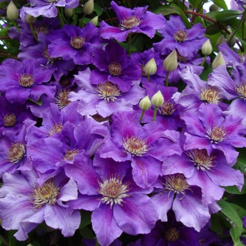 Clematis Ashva