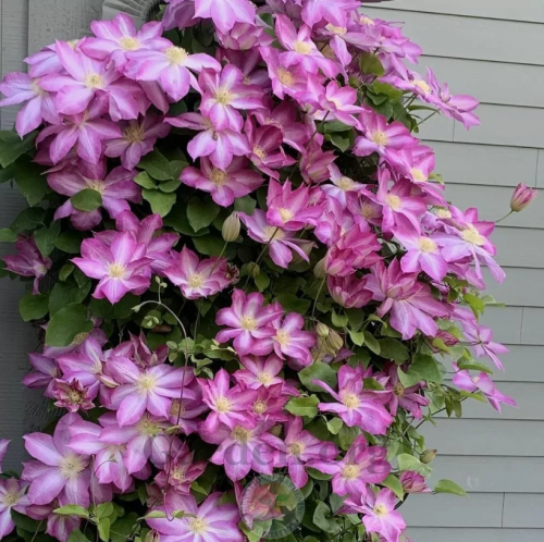 Clematis Asao