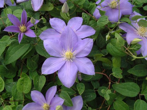 Clematis Blue Eyes