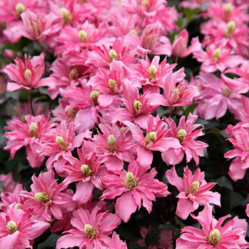 Clematis Broughton Star