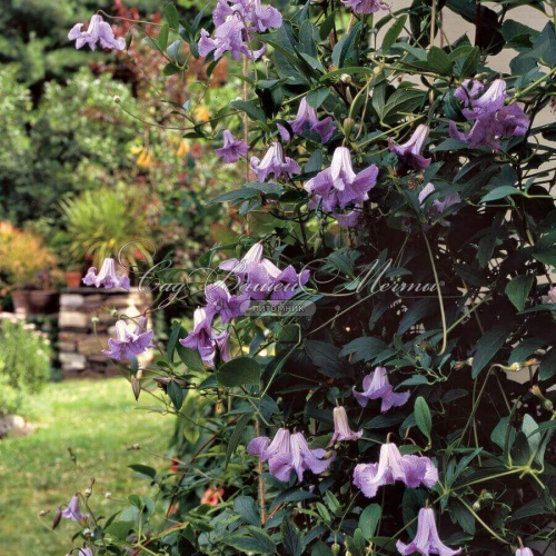 Clematis Betty Corning