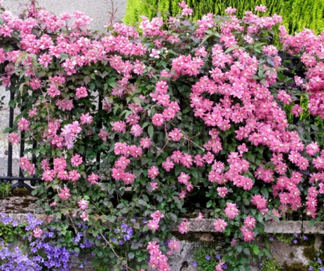 Clematis Broughton Star