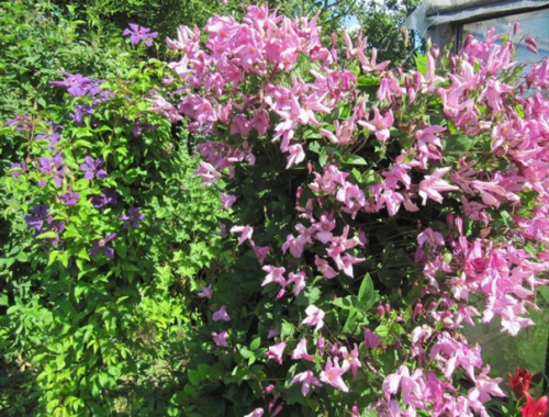 Clematis Aljonushka