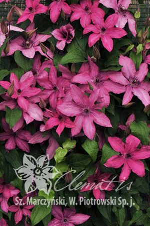 Clematis Barbara