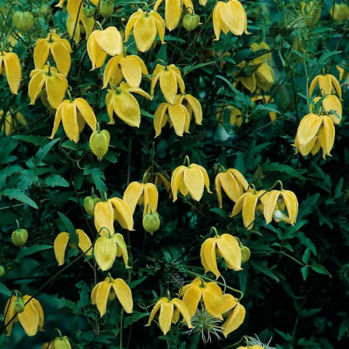 Clematis Bill Mackenzie