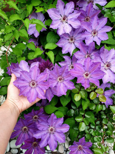 Clematis Baltyk