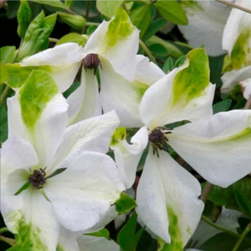 Clematis Alba Luxurians