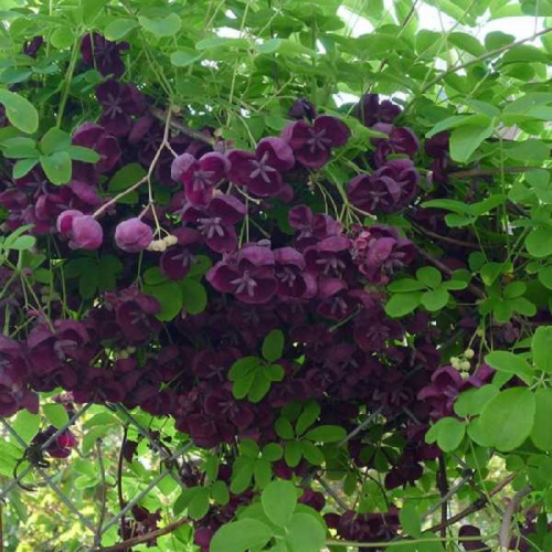 Akebia quinata