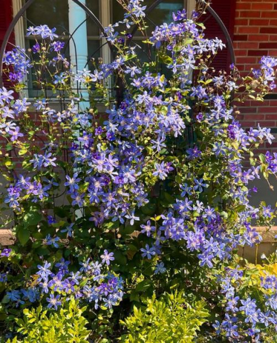 Clematis Arabella