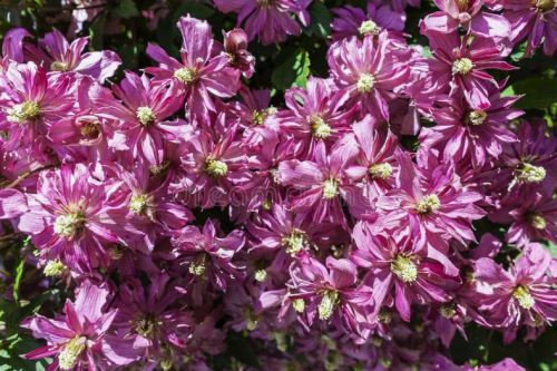 Clematis Broughton Star