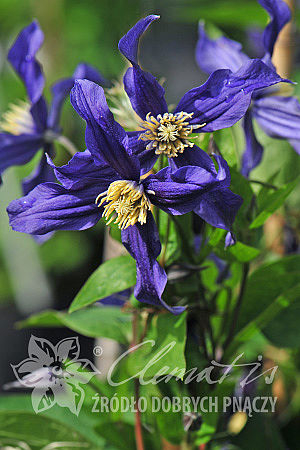 Clematis Blue Sensation