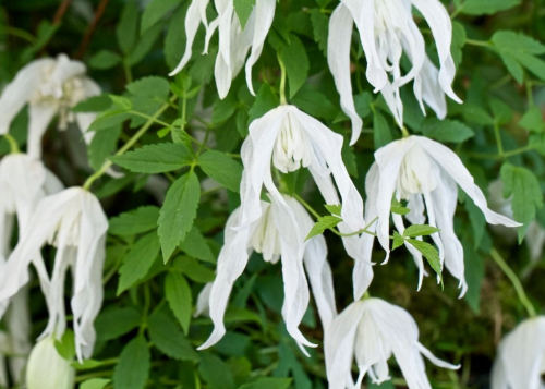 Clematis Broughton Bride