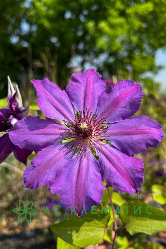 Clematis Baltyk
