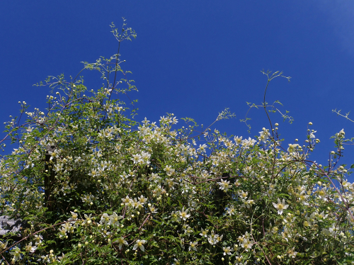 Clematis Anita